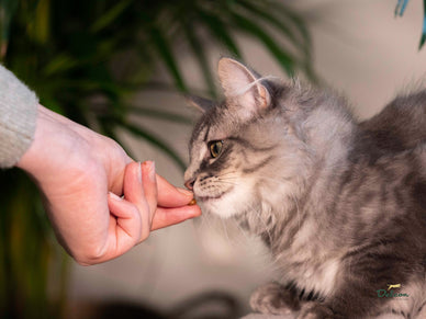 De kitten checklist: de thuiskomst