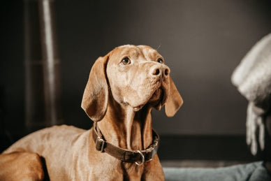 Breed in the spotlight: The Vizsla