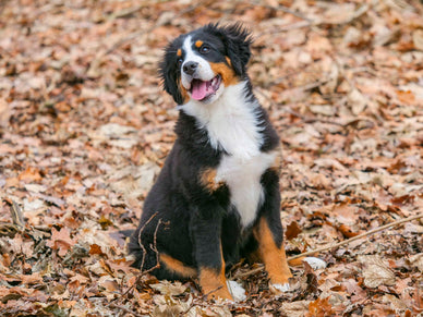 Vanaf wanneer schakelen puppy’s over op volwassen hondenvoeding?
