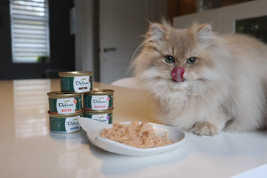 Aliments humides ou secs : le choix du chat