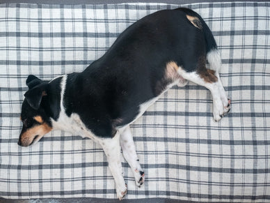 Is your dog overweight?