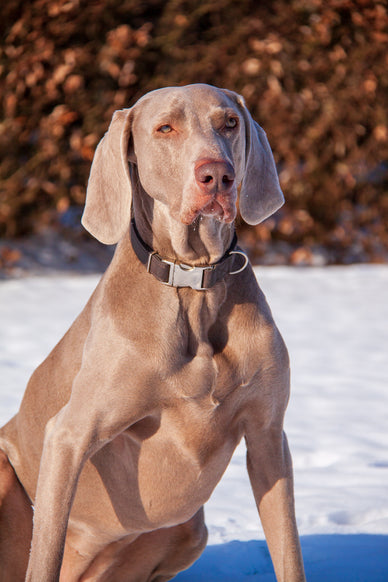 Ras in de kijker: De Weimaraner