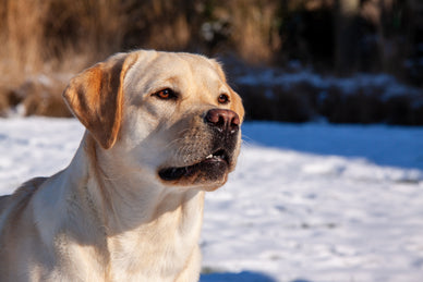 Ras in de kijker: De Labrador Retriever