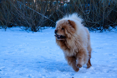 5 tips om je hond veilig en warm de winter door te krijgen