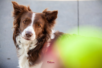 Denkspelletjes voor je hond, de optimale tijdsbesteding