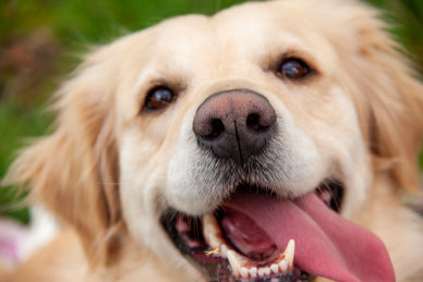 Denkspelletjes voor je hond, de optimale tijdsbesteding