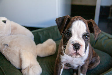 Nouveau chiot dans la maison : et maintenant ?