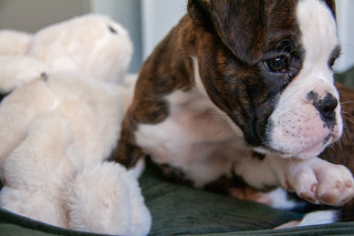 Formation à la propreté pour votre chiot