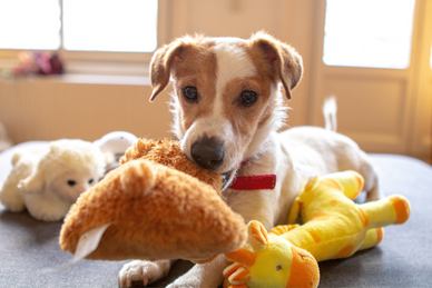 5 leuke spelletjes om binnen te spelen met je hond