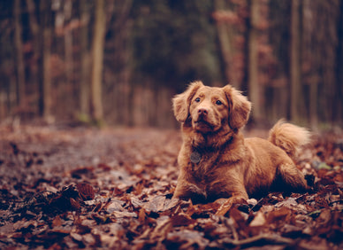 Why does my dog wipe its paws?