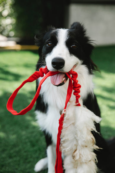 Teach your dog to walk on a loose leash