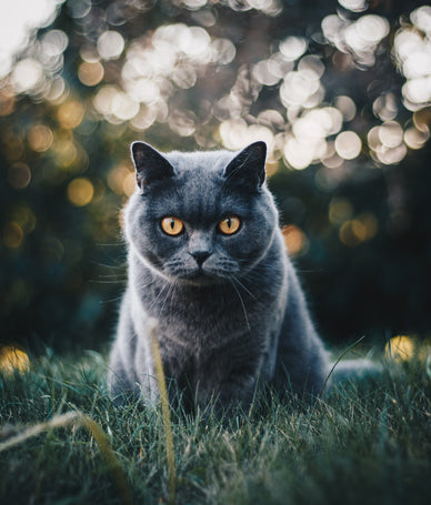 BLOG - Breed cat in the spotlight: British short hair - Delcon