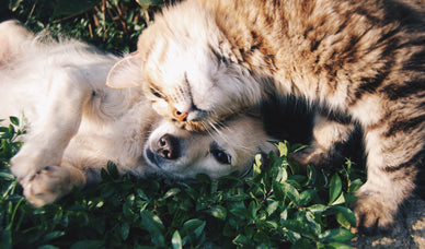 Hoe laat je je hond en kat met elkaar kennismaken?