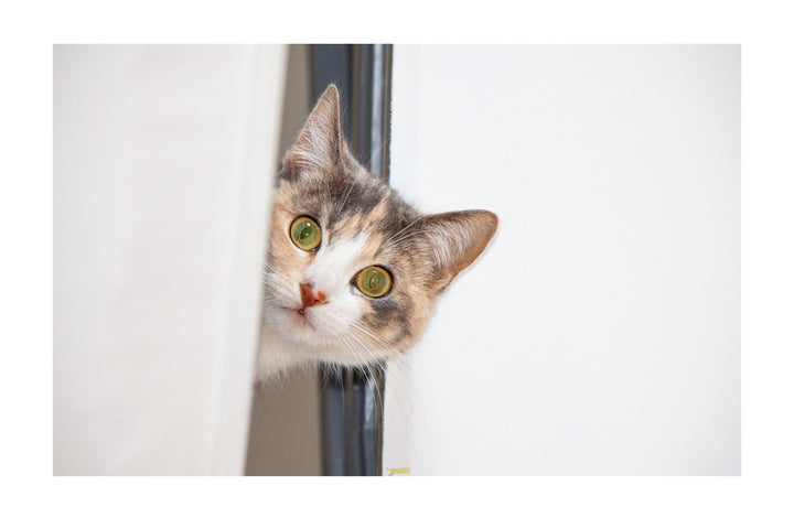 kattenvoer - kattenvoeding - kattenbrokjes