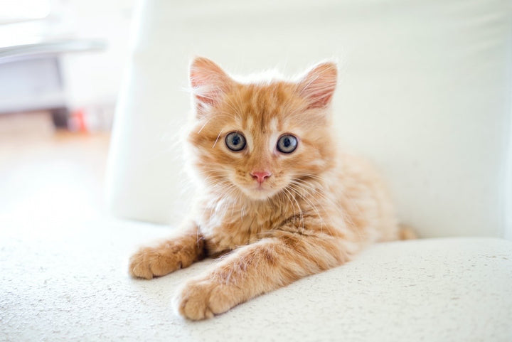Kittens