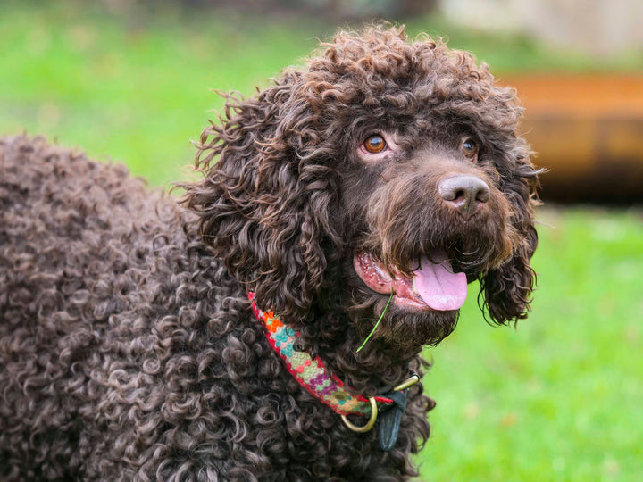 MINI LAM & HYPOALLERGENIC