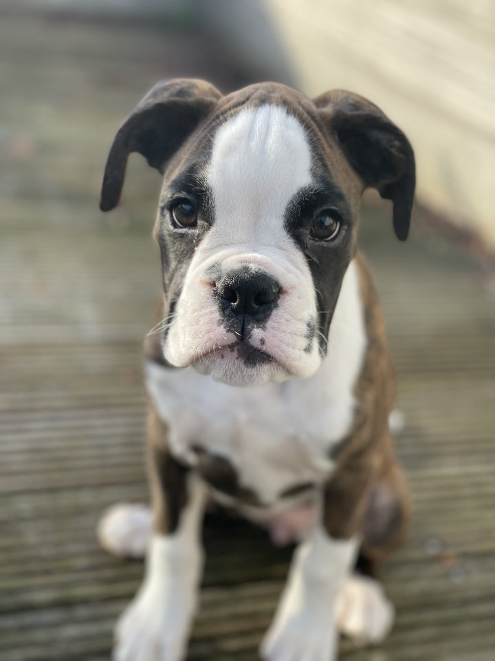 Pups & Junior hondenvoeding / Puppy voeding / Puppyvoer / Junior voeding / Junior Hondenvoeding