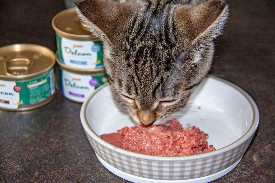 Gamme d'aliments humides pour chats