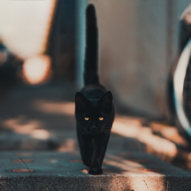 Bijgeloof rond zwarte katten