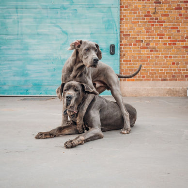 La bonne nourriture pour chien en fonction de l'âge