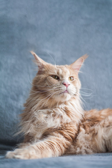 Breed cat in the spotlight: The Maine Coon
