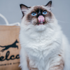 Trial Pack Cat - Delcon Adult Rich in Chicken